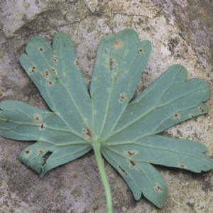 Uromyces geranii at Uriarra, ACT - 14 Feb 2019 11:21 AM