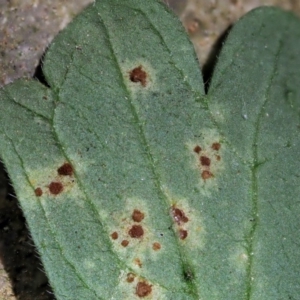 Uromyces geranii at Uriarra, ACT - 14 Feb 2019 11:21 AM