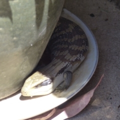 Tiliqua scincoides scincoides (Eastern Blue-tongue) at Bega, NSW - 3 Dec 2019 by MatthewHiggins