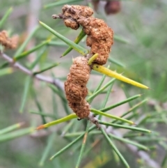 Uromycladium tepperianum s.lat. (Acacia gall rust) at Paddys River, ACT - 28 Feb 2019 by KenT