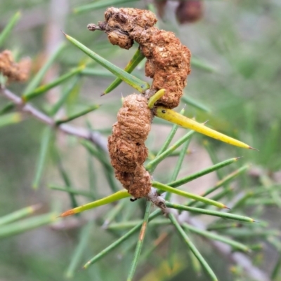 Uromycladium tepperianum s.lat. (Acacia gall rust) at Paddys River, ACT - 28 Feb 2019 by KenT