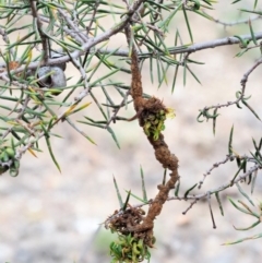 Uromycladium tepperianum s.lat. at Paddys River, ACT - 28 Feb 2019 06:29 AM