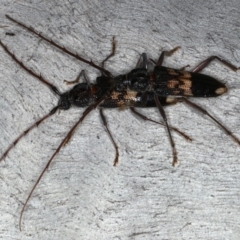 Phoracantha semipunctata (Common Eucalypt Longicorn) at Ainslie, ACT - 20 Nov 2019 by jb2602