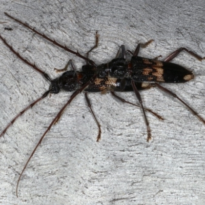 Phoracantha semipunctata (Common Eucalypt Longicorn) at Ainslie, ACT - 20 Nov 2019 by jb2602