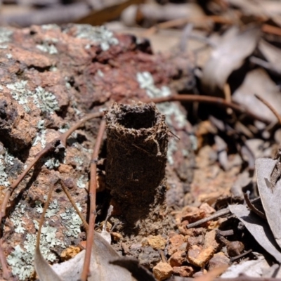 Camponotus intrepidus (Flumed Sugar Ant) at Coree, ACT - 3 Dec 2019 by Kurt