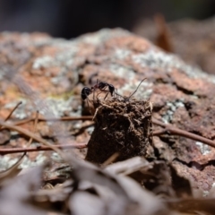 Camponotus intrepidus at Coree, ACT - 3 Dec 2019