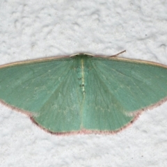 Chlorocoma dichloraria (Guenee's or Double-fringed Emerald) at Ainslie, ACT - 27 Oct 2019 by jbromilow50