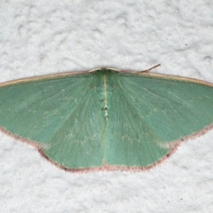 Chlorocoma dichloraria at Ainslie, ACT - 27 Oct 2019 08:51 PM