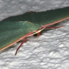 Chlorocoma dichloraria at Ainslie, ACT - 27 Oct 2019