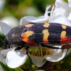 Castiarina sexplagiata at Coree, ACT - 3 Dec 2019