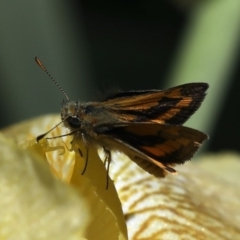 Ocybadistes walkeri (Green Grass-dart) at Ainslie, ACT - 28 Oct 2019 by jb2602