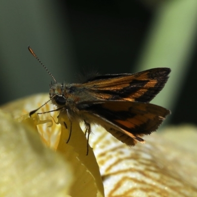 Ocybadistes walkeri (Green Grass-dart) at Ainslie, ACT - 28 Oct 2019 by jb2602