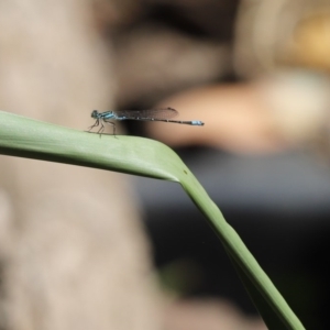 Austroagrion watsoni at Cook, ACT - 29 Nov 2019 10:18 AM