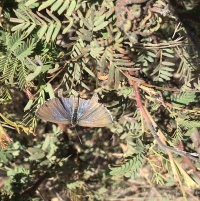 Jalmenus icilius (Amethyst Hairstreak) at Bonython, ACT - 30 Nov 2019 by GG