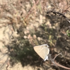 Jalmenus icilius at Bonython, ACT - 1 Dec 2019