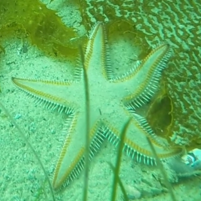 Astropecten vappa (A sea star) at Eden, NSW - 9 Nov 2019 by Harrison