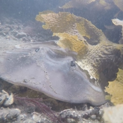 Trygonorrhina fasciata (Eastern Fiddler Ray) at Eden, NSW - 9 Nov 2019 by Harrison