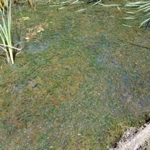 Elodea canadensis at Evatt, ACT - 3 Dec 2019 12:16 PM