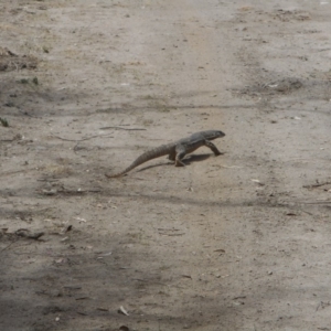 Varanus rosenbergi at Bumbalong, ACT - suppressed