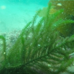Caulerpa flexilis (A seaweed) at Eden, NSW - 9 Nov 2019 by Harrison
