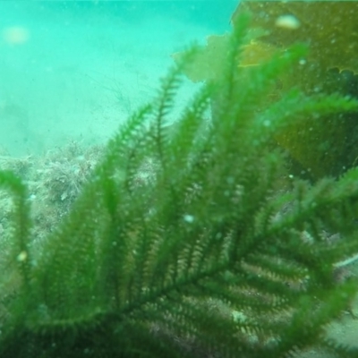 Caulerpa flexilis (A seaweed) at Eden, NSW - 9 Nov 2019 by Harrison