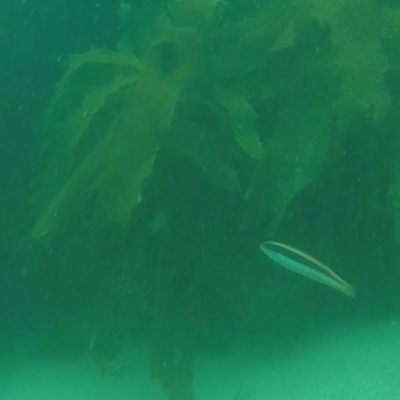 Ophthalmolepis lineolata (Southern Maori Wrasse) at Eden, NSW - 9 Nov 2019 by Harrison