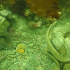 Heterodontus portusjacksoni (Port Jackson Shark) at Eden, NSW - 9 Nov 2019 by Harrison