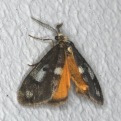 Anestia (genus) at Ainslie, ACT - 2 Nov 2019