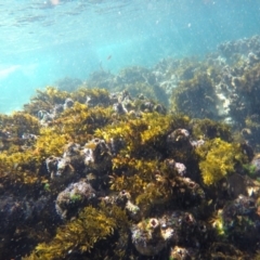 Unidentified Marine Alga & Seaweed at Wallagoot, NSW - 27 Oct 2019 by Harrison