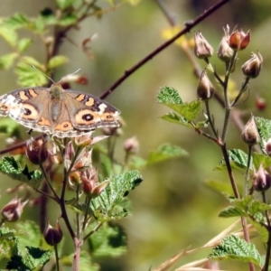 Junonia villida at Googong, NSW - 3 Dec 2019