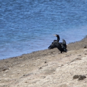 Phalacrocorax carbo at Googong Foreshore - 3 Dec 2019 11:36 AM