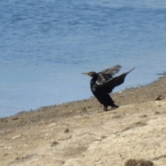 Phalacrocorax carbo at Googong Foreshore - 3 Dec 2019 11:36 AM