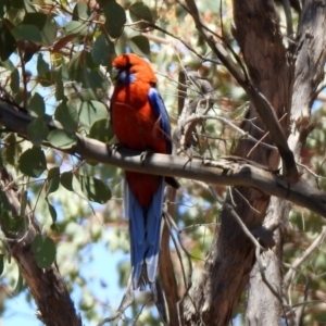 Platycercus elegans at Googong, NSW - 3 Dec 2019 11:38 AM