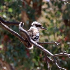 Dacelo novaeguineae at Googong, NSW - 3 Dec 2019