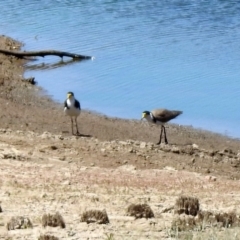 Vanellus miles (Masked Lapwing) at Googong Foreshore - 3 Dec 2019 by RodDeb