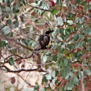 Philemon corniculatus at Googong, NSW - 3 Dec 2019 11:40 AM