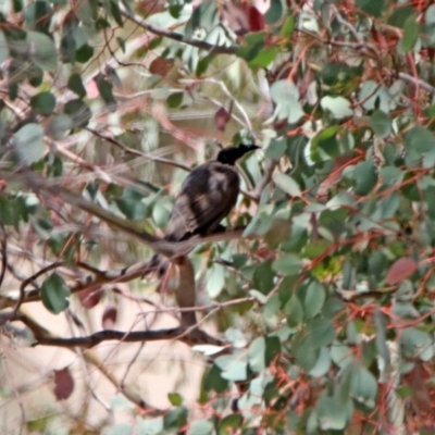 Philemon corniculatus (Noisy Friarbird) at Googong Foreshore - 3 Dec 2019 by RodDeb