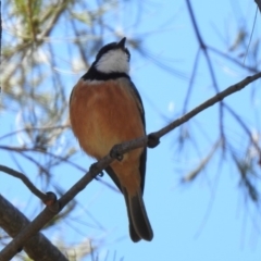 Pachycephala rufiventris (Rufous Whistler) at Googong, NSW - 3 Dec 2019 by RodDeb