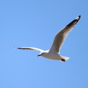 Chroicocephalus novaehollandiae at Googong Foreshore - 3 Dec 2019