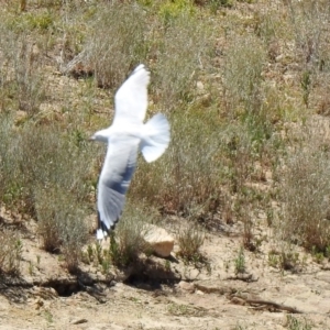 Chroicocephalus novaehollandiae at Googong Foreshore - 3 Dec 2019 12:15 PM