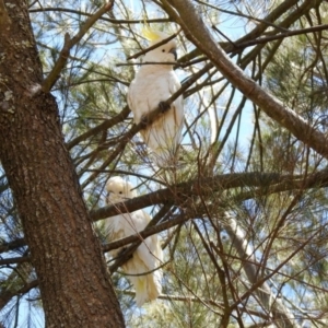 Cacatua galerita at Googong, NSW - 3 Dec 2019 11:45 AM