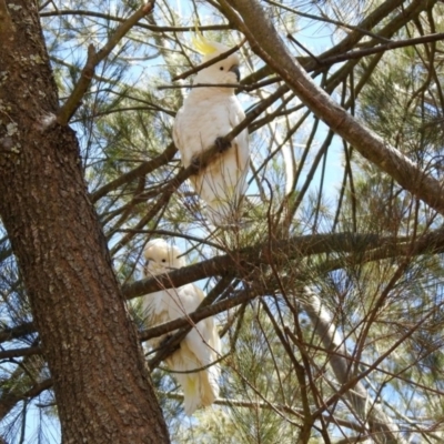 Cacatua galerita (Sulphur-crested Cockatoo) at Googong Foreshore - 3 Dec 2019 by RodDeb
