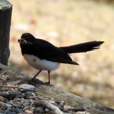 Rhipidura leucophrys (Willie Wagtail) at Googong Foreshore - 3 Dec 2019 by RodDeb