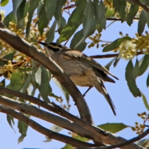 Caligavis chrysops at Googong Foreshore - 3 Dec 2019 01:03 PM