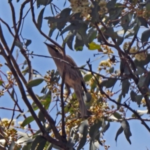 Caligavis chrysops at Googong Foreshore - 3 Dec 2019