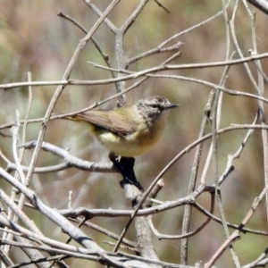 Acanthiza chrysorrhoa at Googong Foreshore - 3 Dec 2019