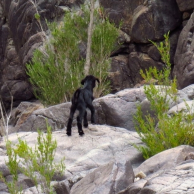 Capra hircus (Goat) at Tennent, ACT - 26 Nov 2019 by Jek