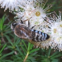 Bembix sp. (genus) (Unidentified Bembix sand wasp) at Acton, ACT - 3 Dec 2019 by Harrisi