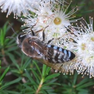 Bembix sp. (genus) at Acton, ACT - 3 Dec 2019 02:58 PM