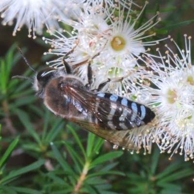 Bembix sp. (genus) (Unidentified Bembix sand wasp) at Acton, ACT - 3 Dec 2019 by Harrisi